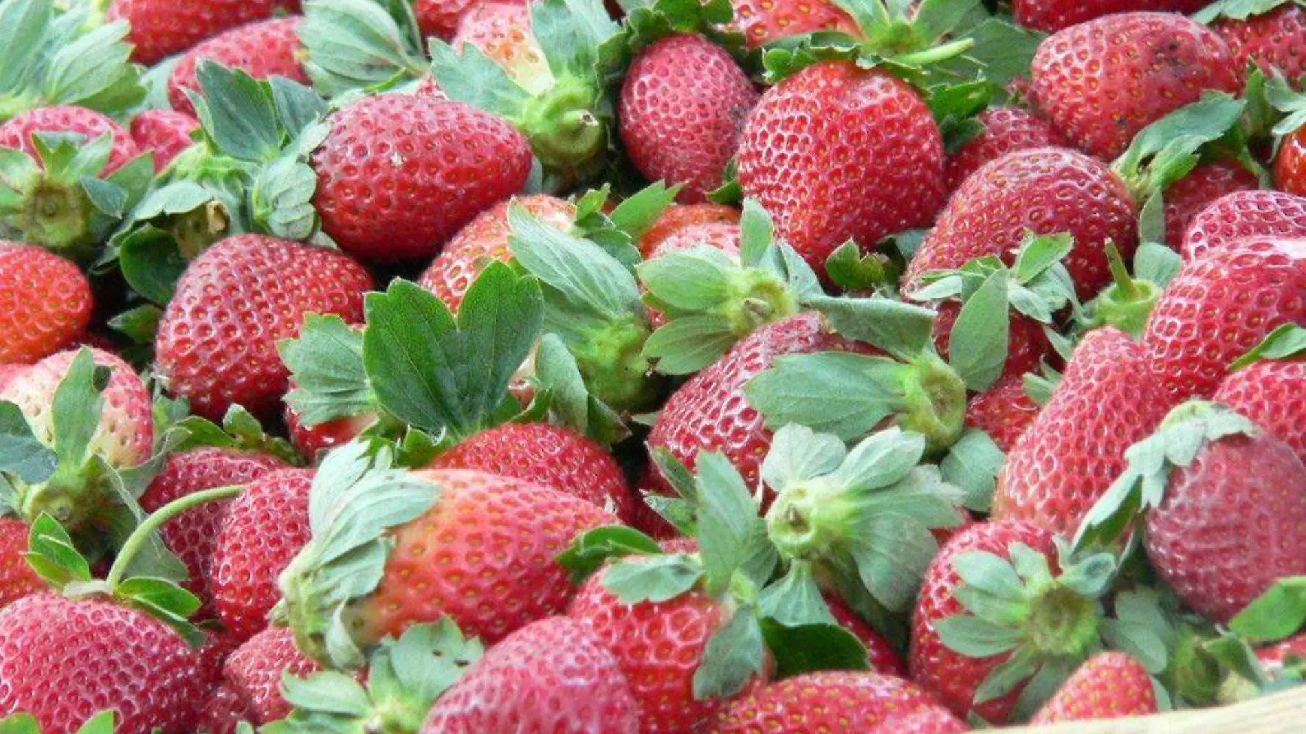 FRESAS